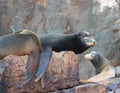 California Sea Lions on La Lobera [Ã¢â¬Åthe Wolves LairÃ¢â¬Â] the Sea Lion colony rock at Los Arcos at Lands End in Cabo San Lucas